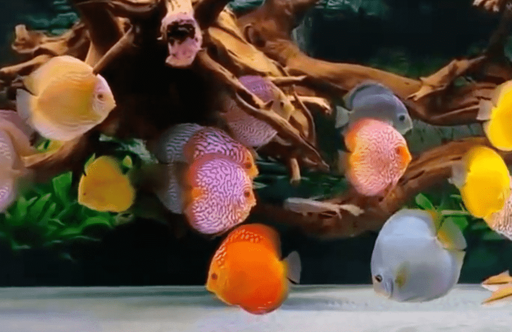 Ikan discus yang berkelompok